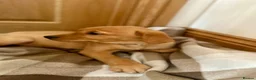 Goldador dogs for sale:  ♥️Gorgeous Puppies Ready For Walks ♥️ - Advert 5