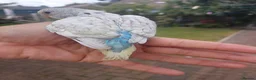 Budgerigars birds for sale: Hand reared super tame  budgie  - Advert 7