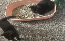 Mixed Breed cats for sale: Black tabby kittens for sale - Image 3