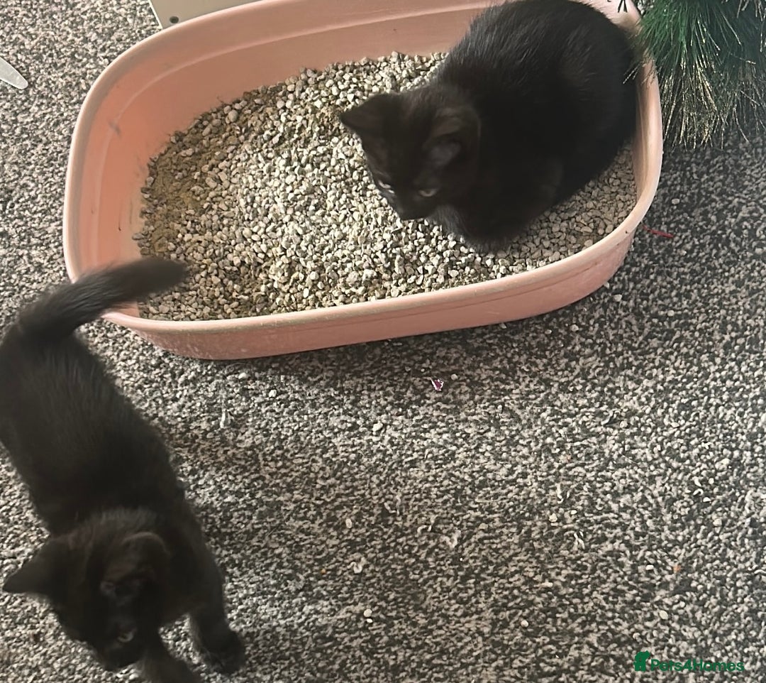 Mixed Breed cats for sale: Black tabby kittens for sale - Image 3