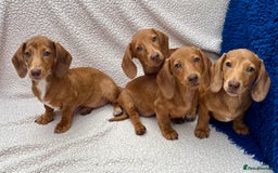 Miniature Dachshund dogs for sale: FULLY VAX KC MINI PRA CLEAR READY NOW  - Image 2