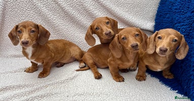 Miniature Dachshund dogs - Advert 12