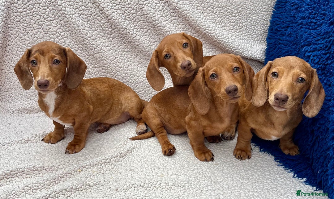 Miniature Dachshund dogs for sale: FULLY VAX KC MINI PRA CLEAR READY NOW  - Image 2