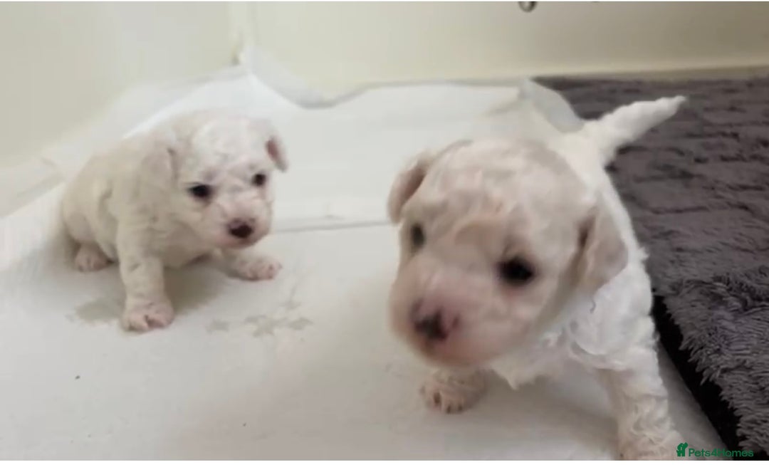 Bichon Frise dogs for sale: Pure Bichon frise for sale in Bromsgrove  in Bromsgrove - Image 3