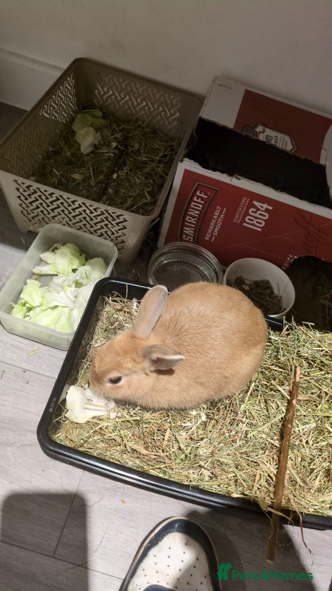 Netherland Dwarf rabbits for sale: Netherlands  - Advert 3
