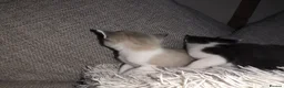 Ragdoll cats for sale: Mixed breed ragdolls.  - Advert 37