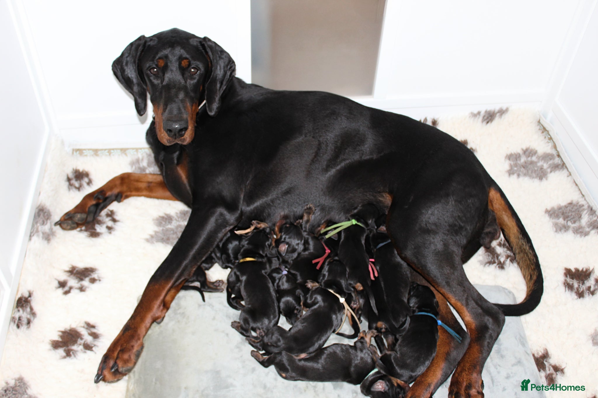 Dobermann dogs Outstanding KC Dobermann Pups🇧🇷 Licensed Breeder - Advert 6