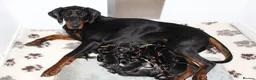 Dobermann dogs for sale: Outstanding KC Dobermann Pups🇧🇷 Licensed Breeder - Advert 2