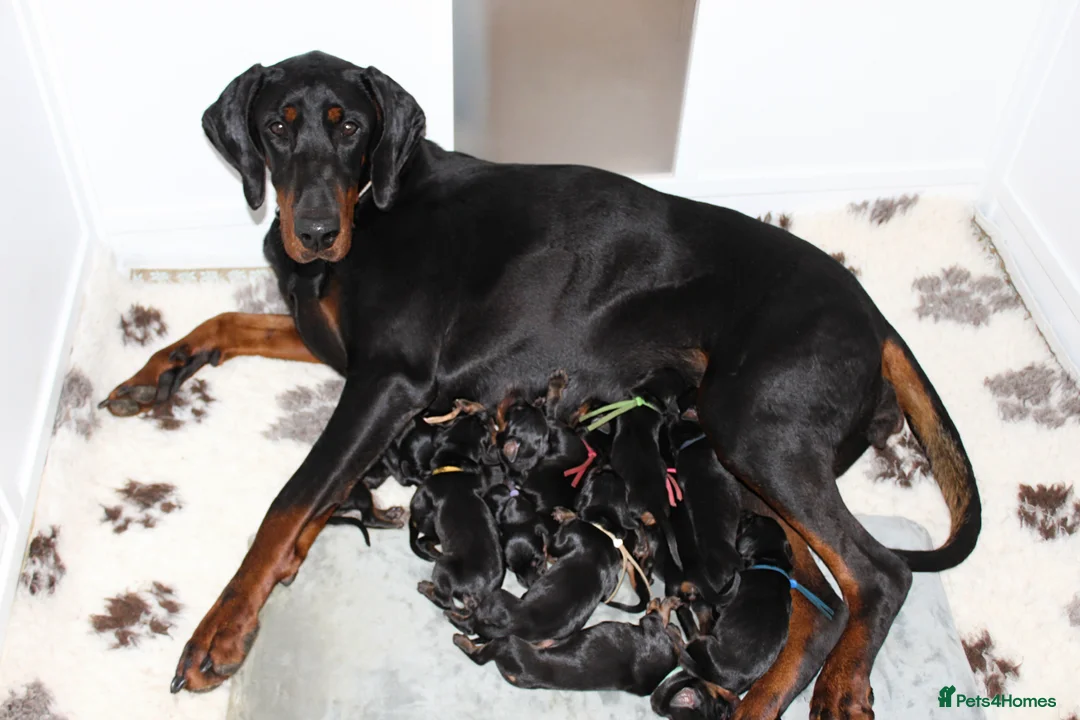 Dobermann dogs for sale: Outstanding KC Dobermann Pups🇧🇷 Licensed Breeder - Advert 2