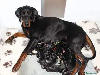 Dobermann dogs Outstanding KC Dobermann Pups🇧🇷 Licensed Breeder - Advert 6