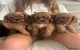 Cavalier King Charles Spaniel dogs for sale: Kc reg ruby cavalier boys available  - Image 2