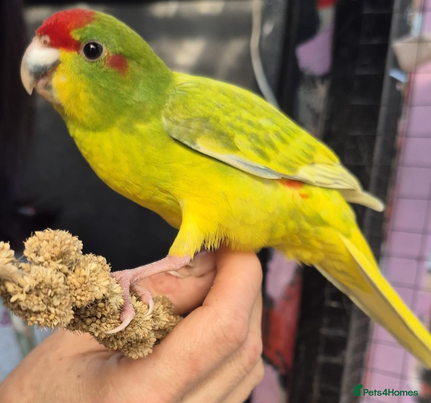 Parakeets birds Tame male cinnamon-spangle Kakariki - Advert 12