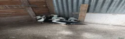 Ducks poultry for sale: Welsh magpie ducklings  - Advert 2