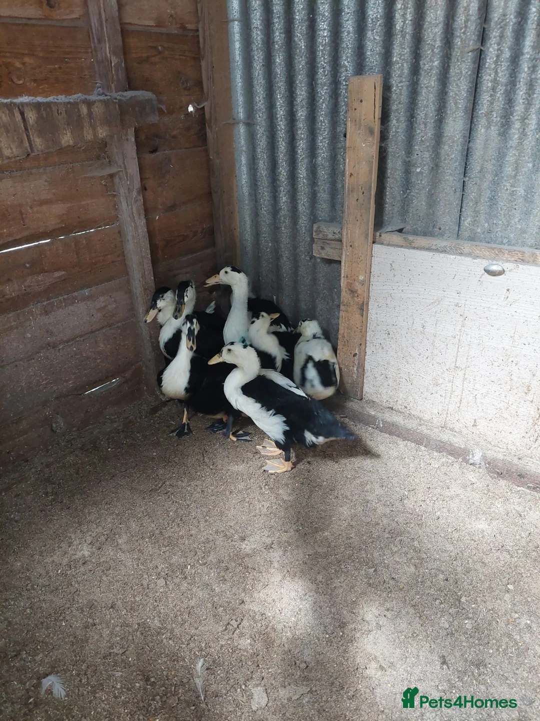 Ducks poultry for sale: Welsh magpie ducklings  - Advert 2