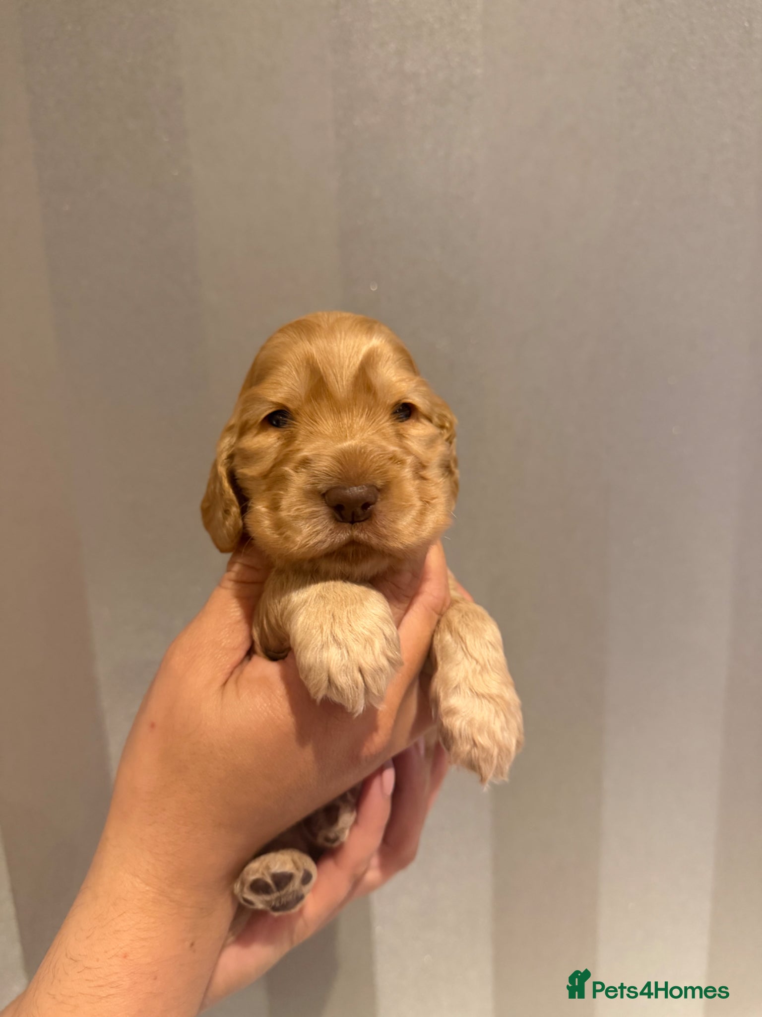 Cocker Spaniel dogs for sale: Golden & Chocolate Sable Show Cocker Puppies  in Doncaster - Advert 32