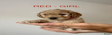 Cockapoo 4