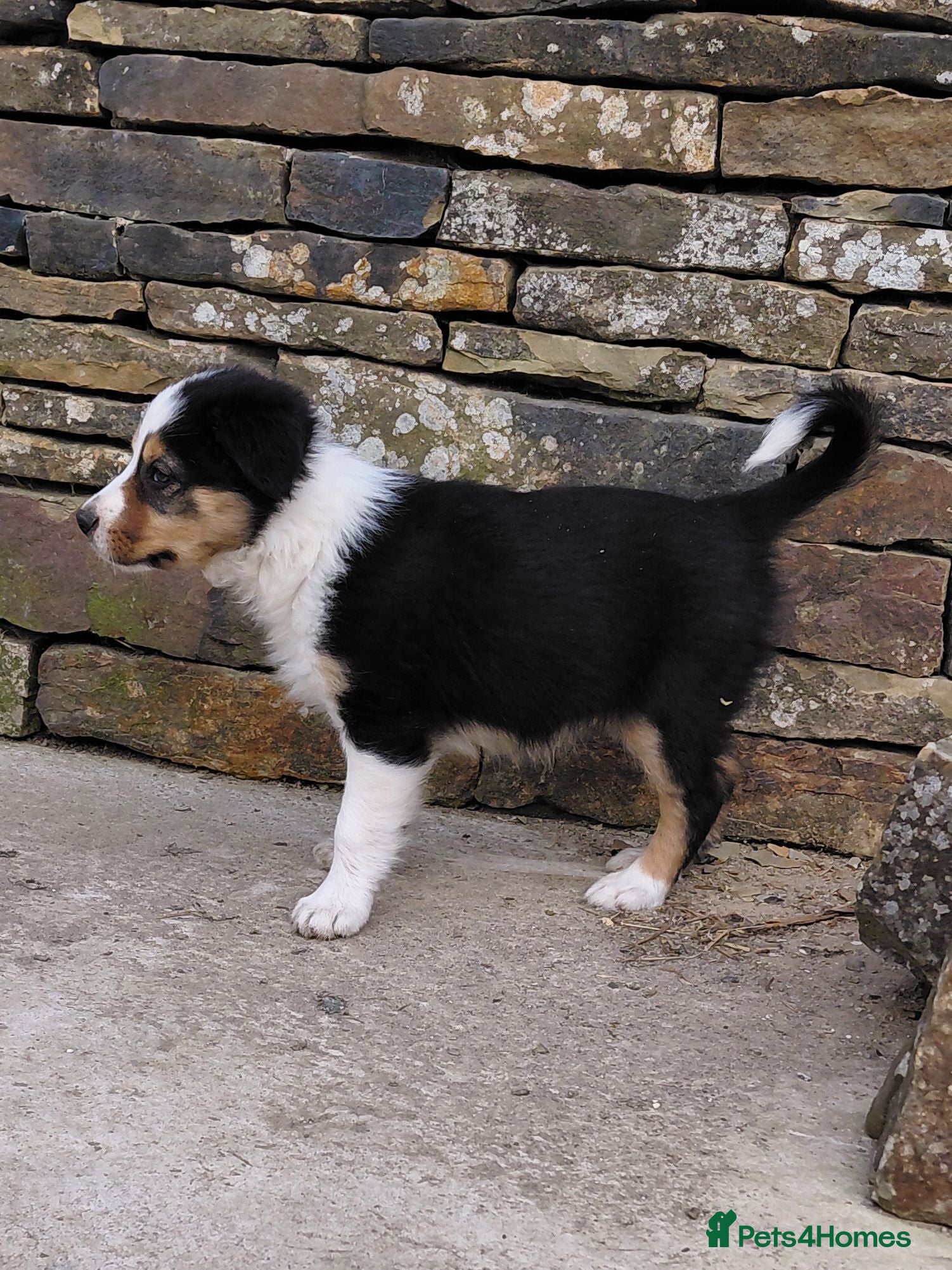Border Collie dogs Quality farm reared border collies  - Advert 2