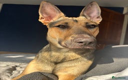 German Shepherd dogs for sale: 10 German Shepard Puppies for sale  - Image 10