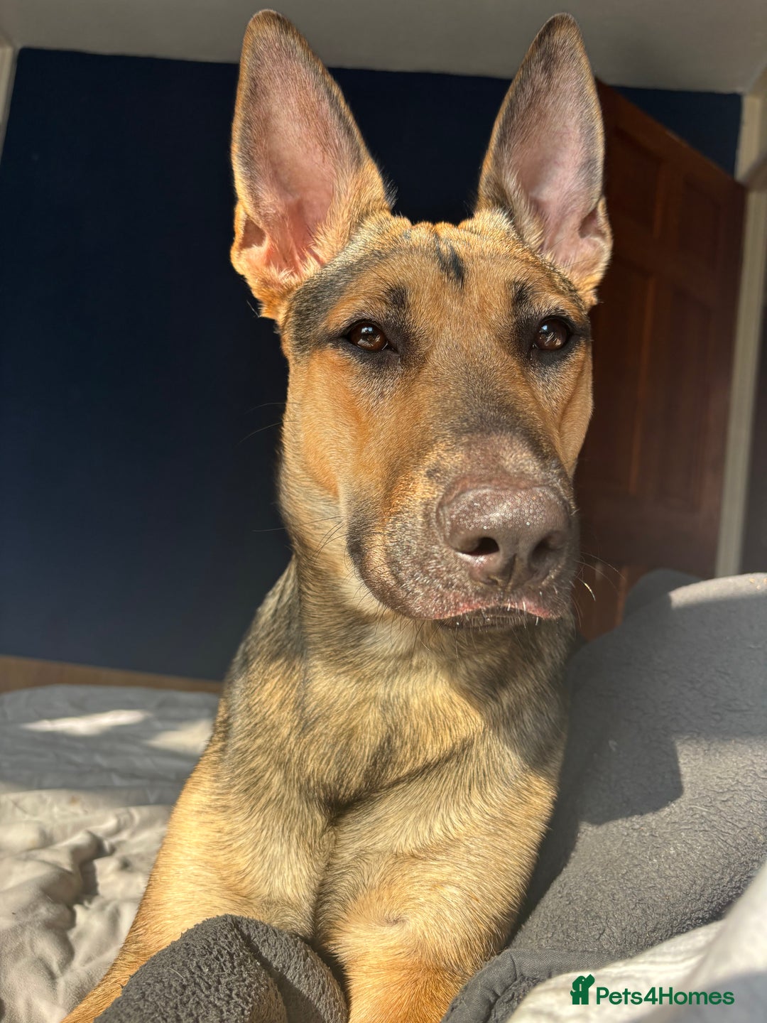 German Shepherd dogs for sale: 10 German Shepard Puppies for sale  - Image 10