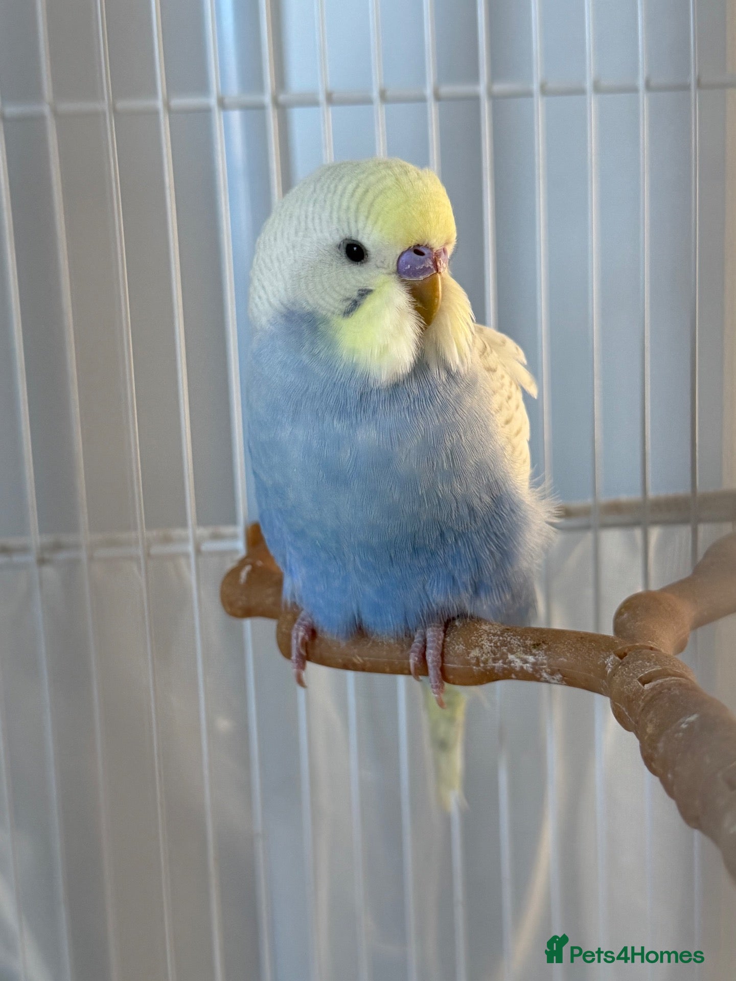 Budgerigars birds Beautiful Blue budgerigar  - Advert 5