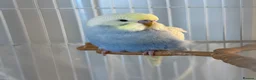 Budgerigars birds for sale: Beautiful Blue budgerigar  in Folkestone - Advert 1