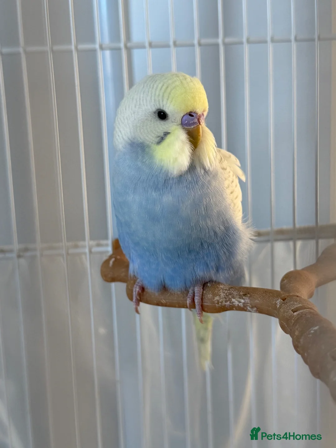 Budgerigars birds for sale: Beautiful Blue budgerigar  in Folkestone - Advert 1