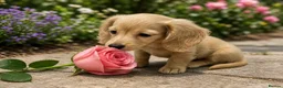 Miniature Dachshund dogs for sale: Long Haired Cream/Shaded Cream KC Mini Dachshunds  - Advert 15