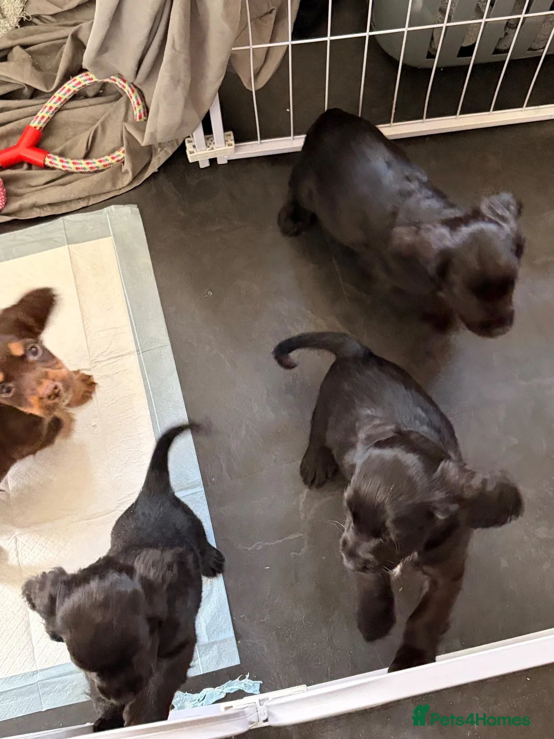 Mixed Breed dogs for sale: Chi Spaniel - Advert 2