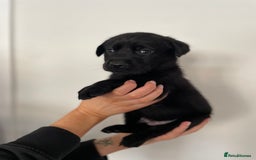 Labrador Retriever dogs for sale:  🐾Gorgeous BLack Labrador Puppies 🐾 - Advert 14