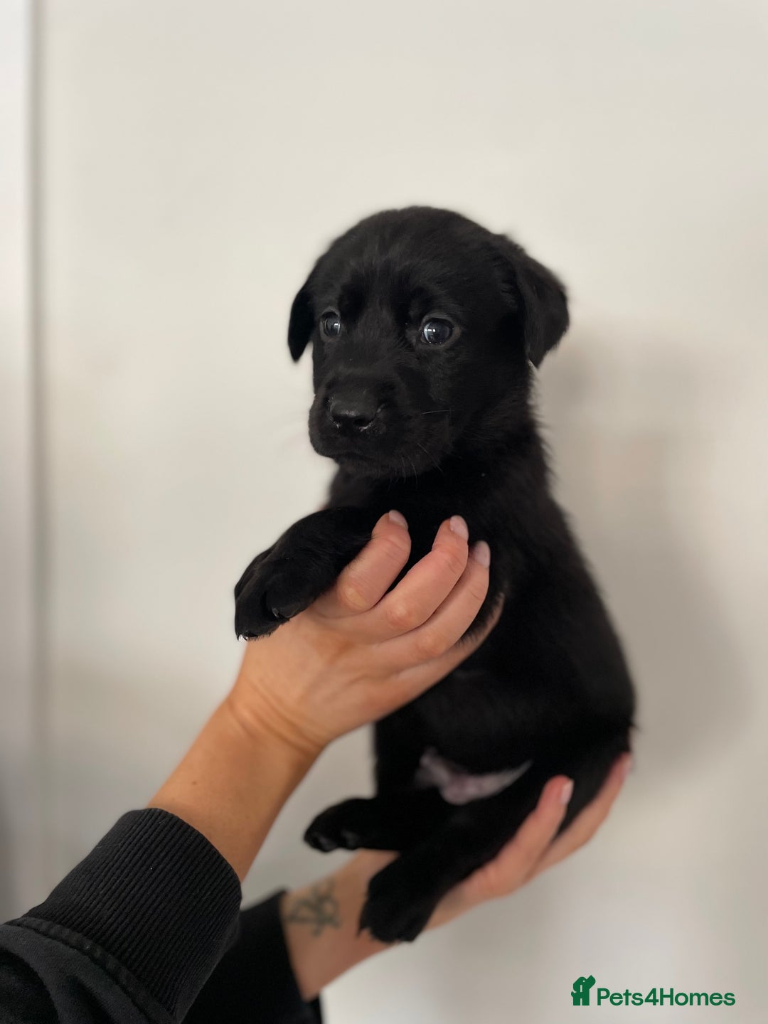 Labrador Retriever dogs for sale:  🐾Gorgeous BLack Labrador Puppies 🐾 - Advert 14