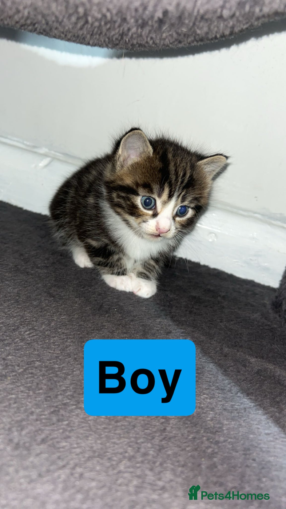 Mixed Breed cats Kittens for adoption  - Advert 12