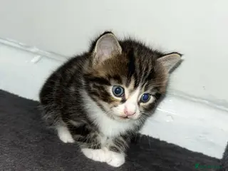 Mixed Breed cats Kittens for adoption - Advert 12