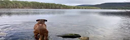 Rhodesian Ridgeback dogs for stud: Athletic RR for stud  - Advert 12