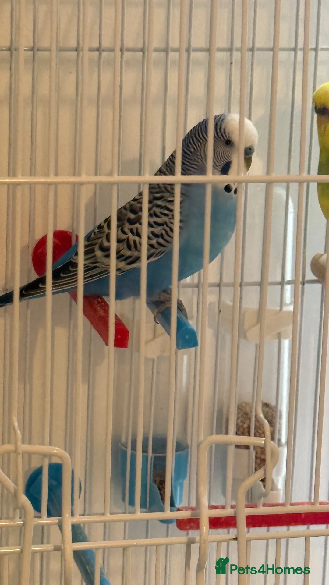Budgerigars birds for sale: 2 Budgies, with cage and accessories in Manchester - Advert 1