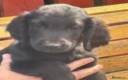 Flat coated Retriever dogs for sale: One beautiful boy puppy ready to go - Image 1