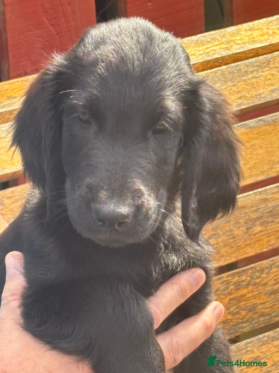 Flat coated Retriever dogs for sale: One beautiful boy puppy ready to go - Image 1