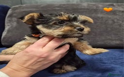 Yorkshire Terrier dogs for sale: Yorkshire terrier puppies (3 girls) - Image 14