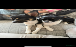 Chihuahua dogs for sale: 2 female toy Chihuahuas for sale - Image 4