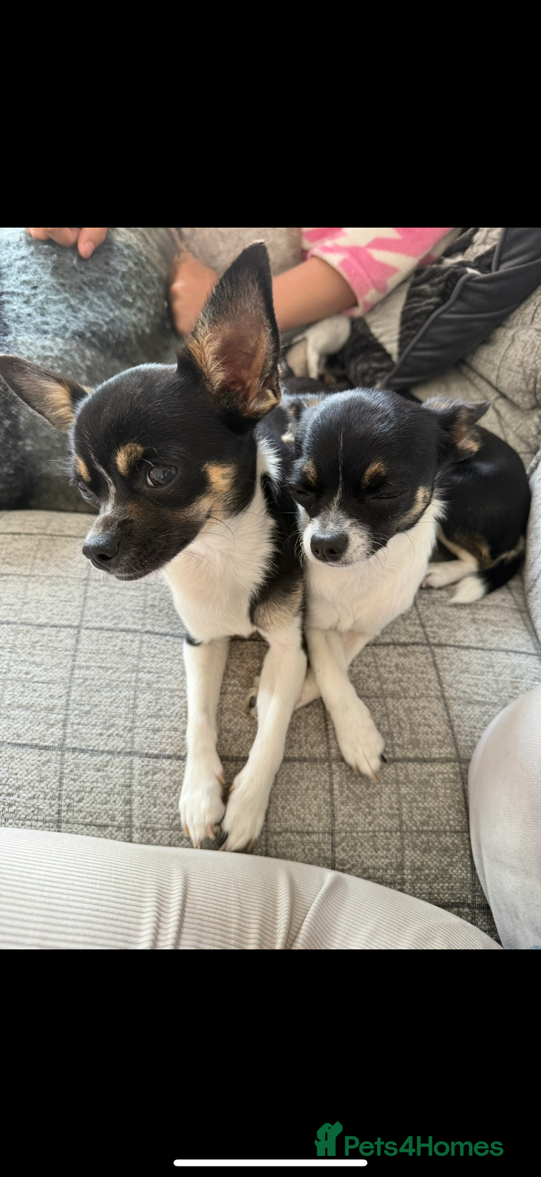 Chihuahua dogs for sale: 2 female toy Chihuahuas for sale - Image 4