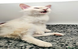 LaPerm cats for sale: Lilac point longhaired curly LaPerm kitten - Image 6