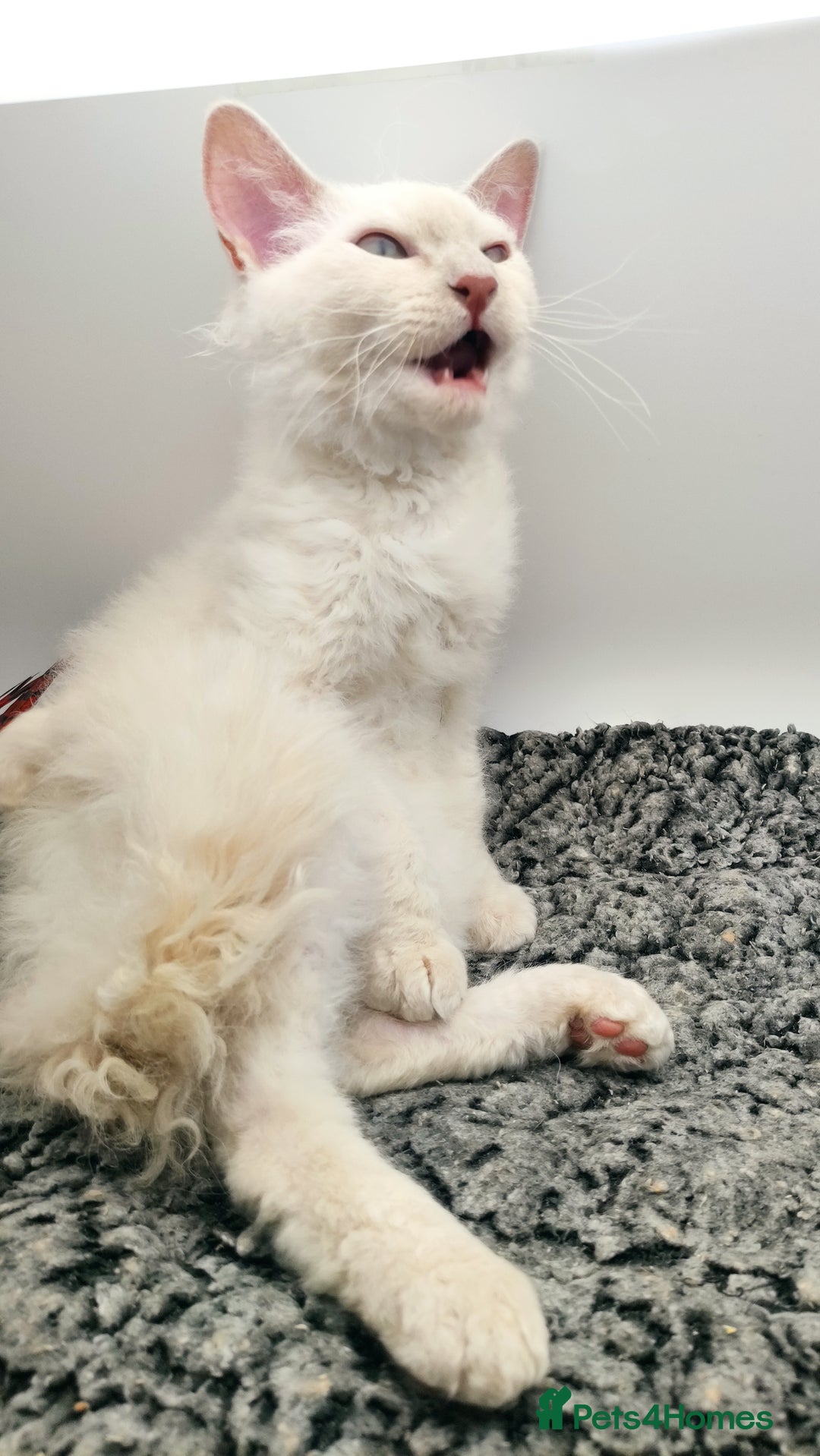 LaPerm cats for sale: Lilac point longhaired curly LaPerm kitten - Image 6