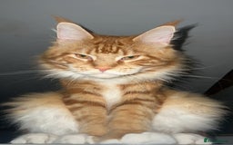 Maine Coon cats for sale: 2 Ginger Maine Coon females  - Image 18