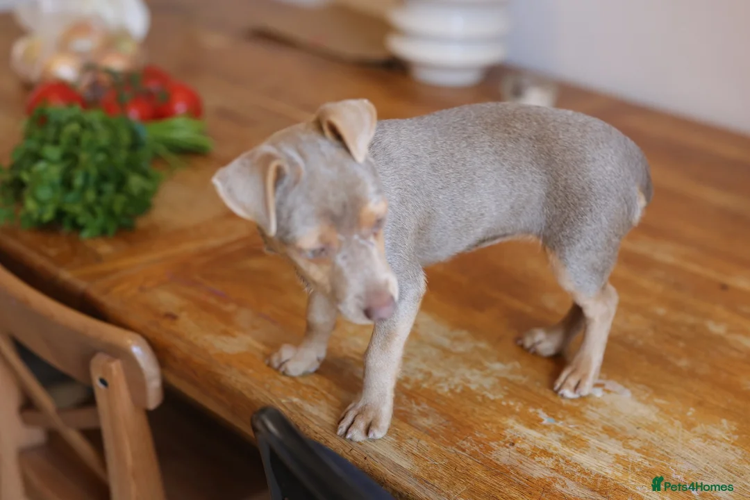 Jack Russell dogs for sale: Beautiful Jack Russell in Chocolate and Silver - Advert 2