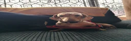 Miniature Dachshund dogs for sale: Miniature dachshund  in Leeds - Advert 3