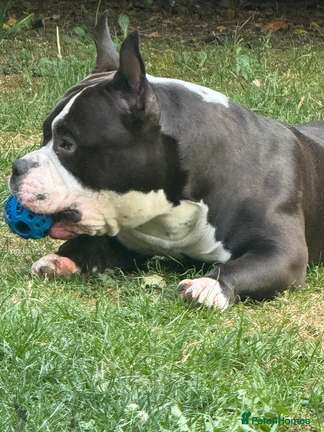 American Bully dogs for stud: American bully pocket - Advert 2