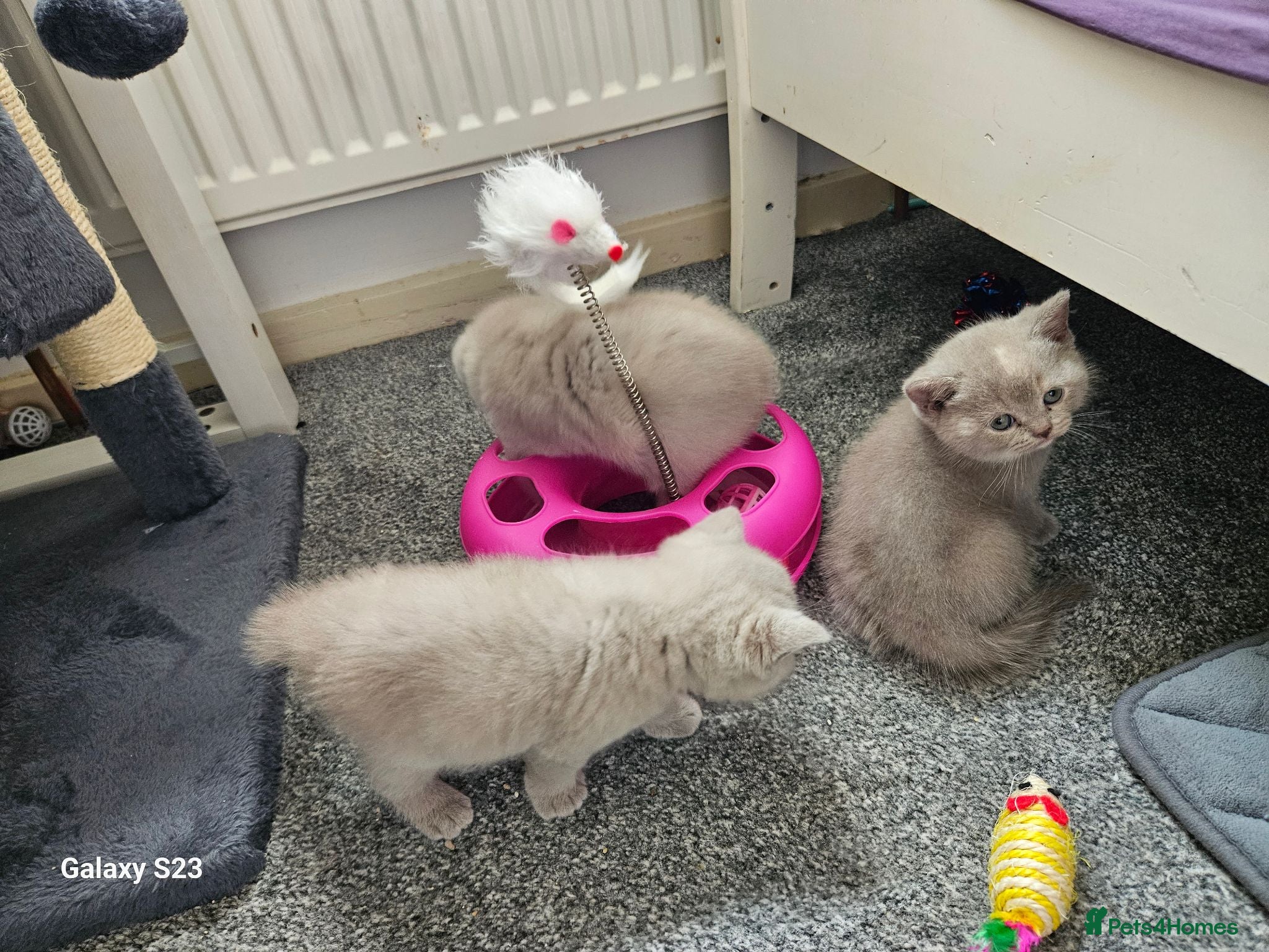 British Shorthair cats British shorthair  - Advert 8