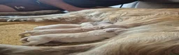 Golden Retriever dogs for sale: KC Registered Puppies - 2 x Girls Available - Advert 13