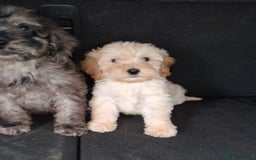 Sproodle dogs for sale: Gorgeous f1b sproodle pups, dna tests. - Image 21