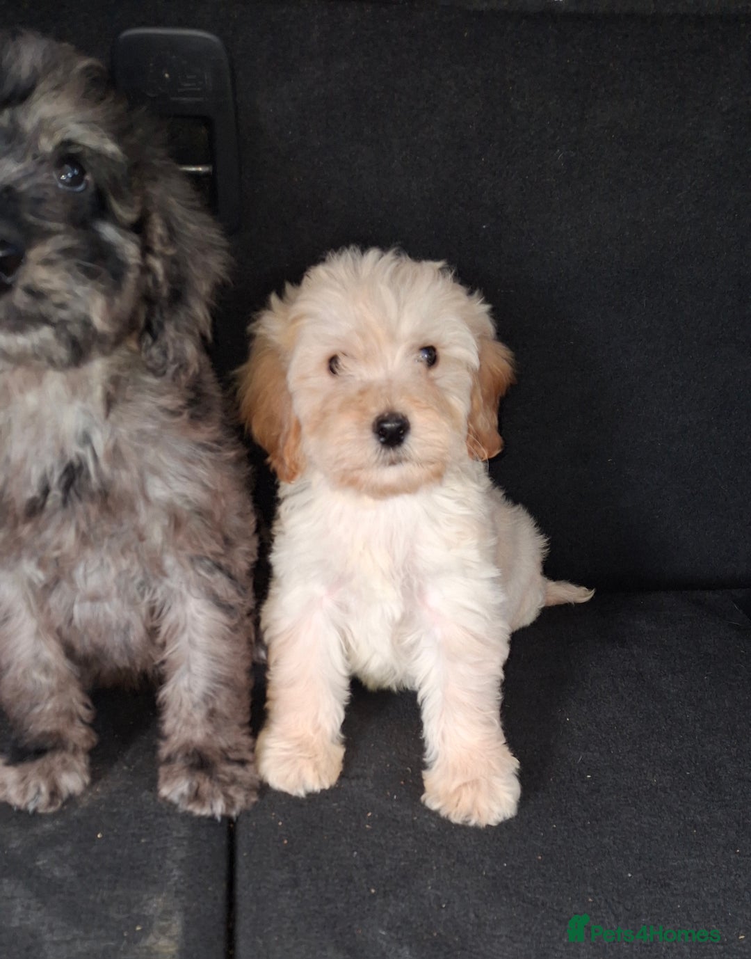 Sproodle dogs for sale: Gorgeous f1b sproodle pups, dna tests. - Image 21