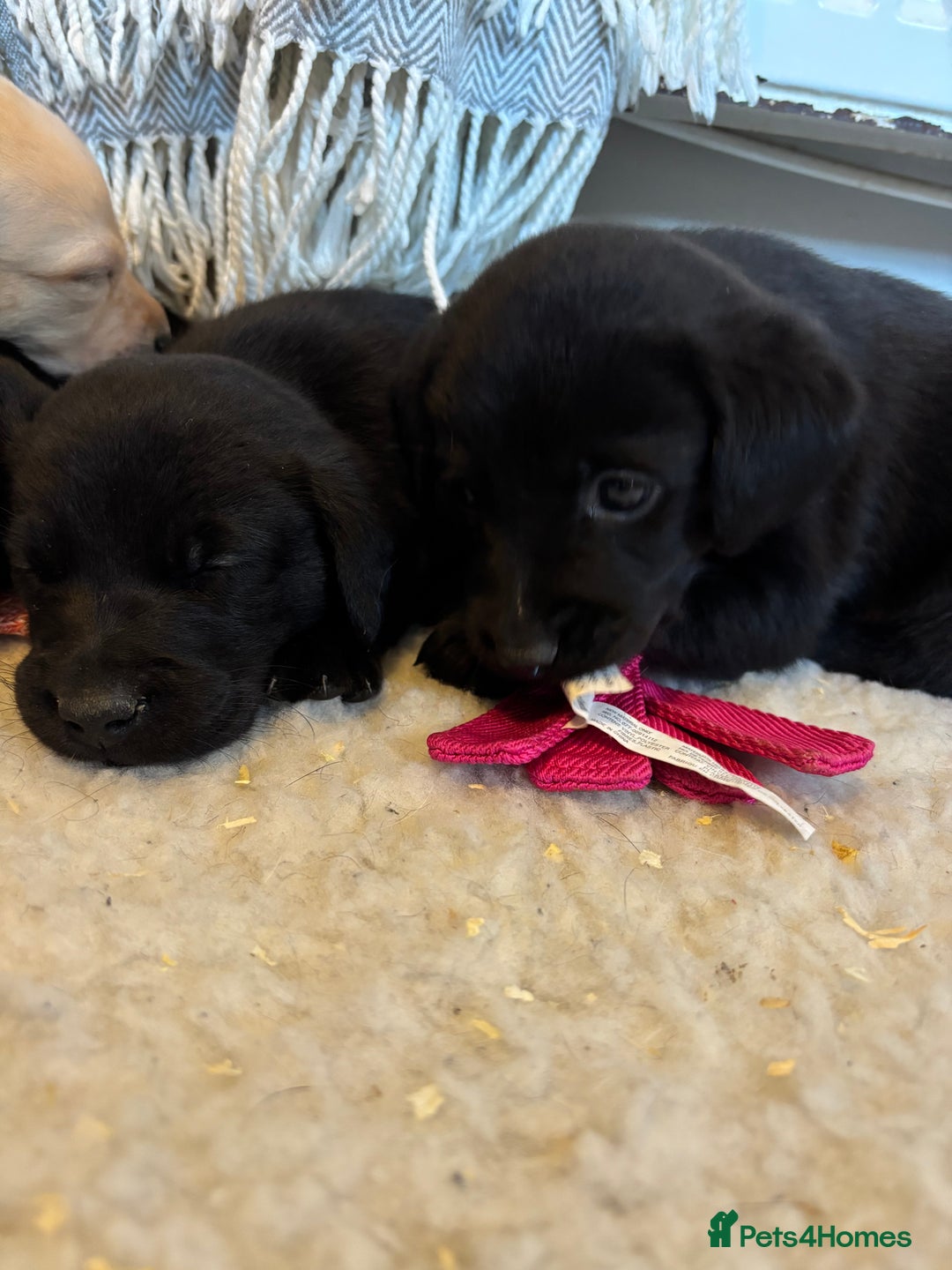 Labrador Retriever dogs for sale: 🐾 Labrador Retriever Puppies for Sale 🐾 - Image 3